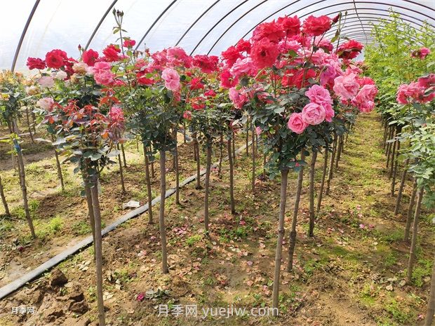 多色歐月薔薇桿樹狀月季棒棒糖月季價格(圖2)