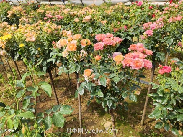 多色歐月薔薇桿樹狀月季棒棒糖月季價格(圖3)