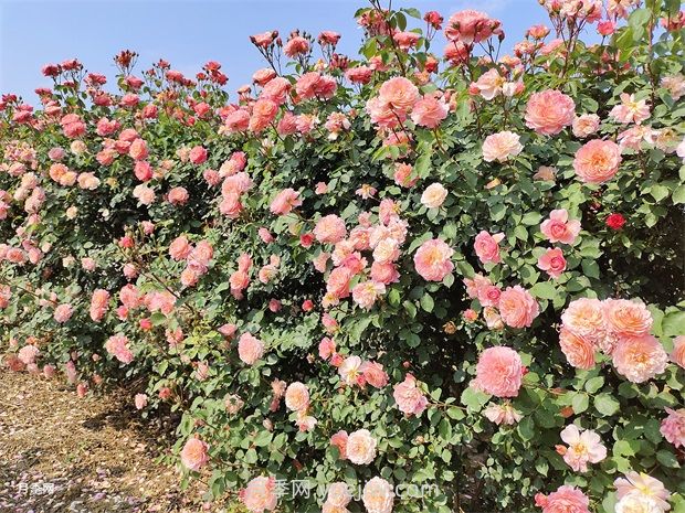 月季花園，美到讓人窒息！(圖2)