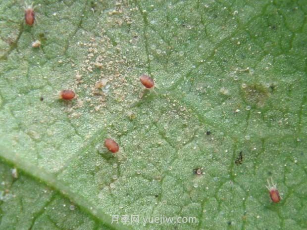 養(yǎng)月季消滅紅蜘蛛這么簡單，幾分鐘又快又輕松(圖1)