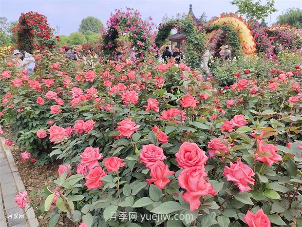 南陽：以月季花為媒 花樣經(jīng)濟促繁榮(圖1)