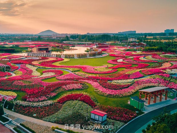 南陽世界月季大觀園：游客盛贊月季 祝福南陽(圖1)