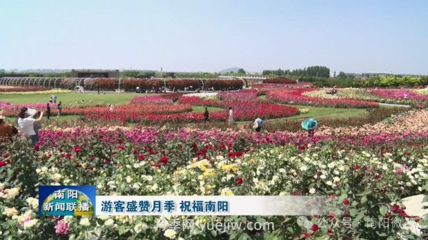 南陽世界月季大觀園：游客盛贊月季 祝福南陽(圖2)