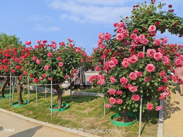 南陽(yáng)中國(guó)月季園：五一賞花好去處 千畝月季花開(kāi)正艷(圖1)