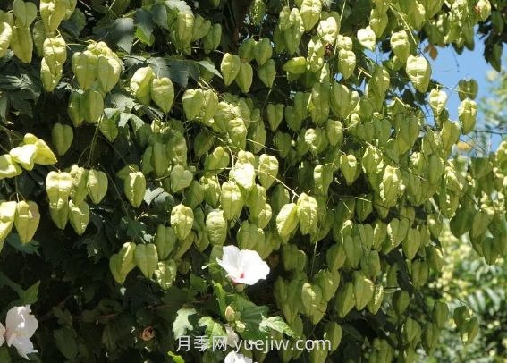 欒樹什么時(shí)候開花？(圖1)