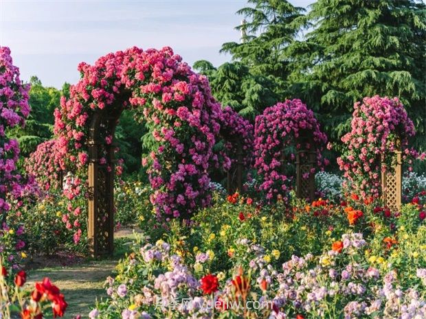 月季天花板，上海濱江森林公園浪漫的月季花墻盛開(圖1)