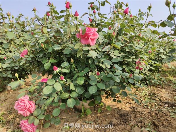 5月養(yǎng)月季如何做？虐一虐，花芽多開花早(圖1)