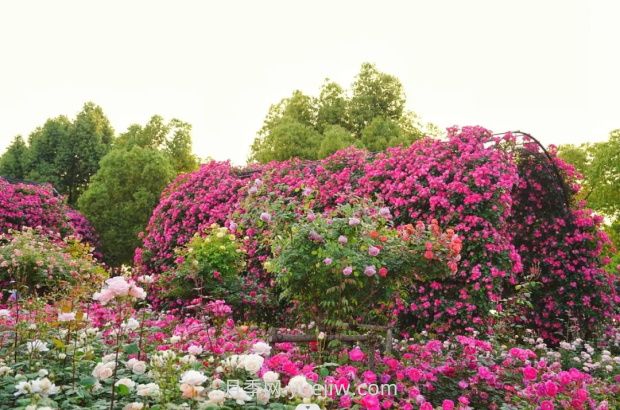 上海前灘休閑公園，月季花海盛景等你賞(圖3)