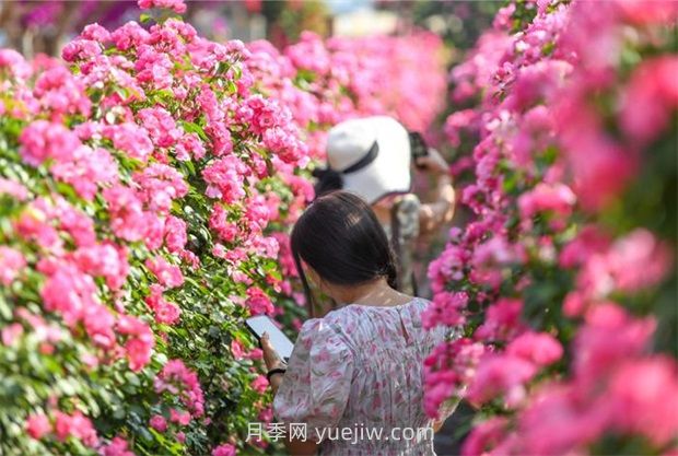 紅河彌勒月季花墻，安吉拉出彩綻放(圖2)