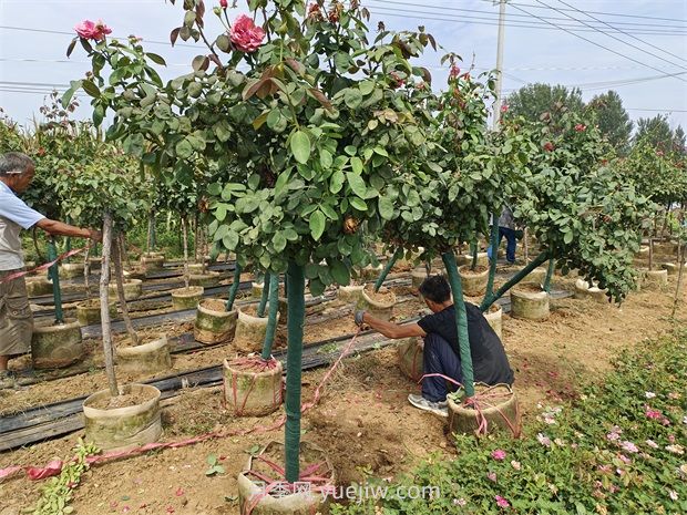 高溫季節(jié)如何提高樹木移植的成活率？(圖1)