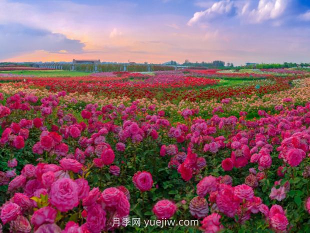 月季花：驚艷時光的花中皇后(圖2)