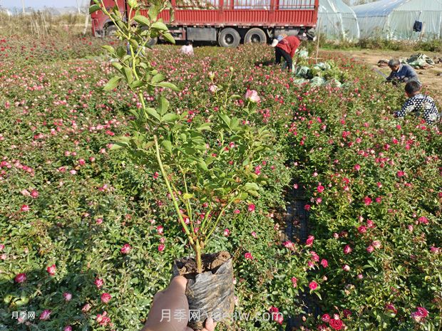 苗木反季節(jié)栽植技術(shù)要點(diǎn)(圖1)