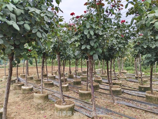 氣溫逐漸上升，春植苗木新芽開始干枯回芽怎么辦？(圖1)