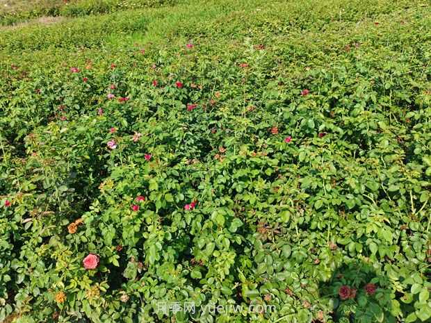 薔薇幾月份開花？(圖2)