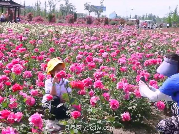 鹽城射陽縣鶴鄉(xiāng)菊海8萬株月季花盛放，打卡圣地(圖1)