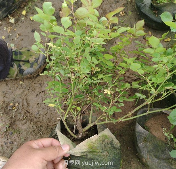 2500棵矮壯美植袋月季苗綠化校園花壇景觀(圖1)