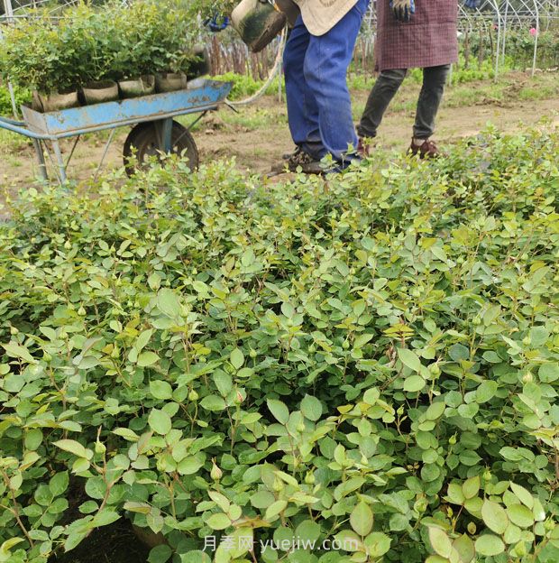 2500棵矮壯美植袋月季苗綠化校園花壇景觀(圖2)