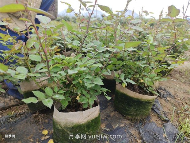 2500棵矮壯美植袋月季苗綠化校園花壇景觀(圖3)