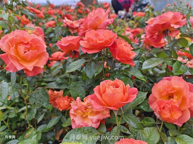 紅從容月季，花型美抗性佳，花色漸變美化花壇(圖1)