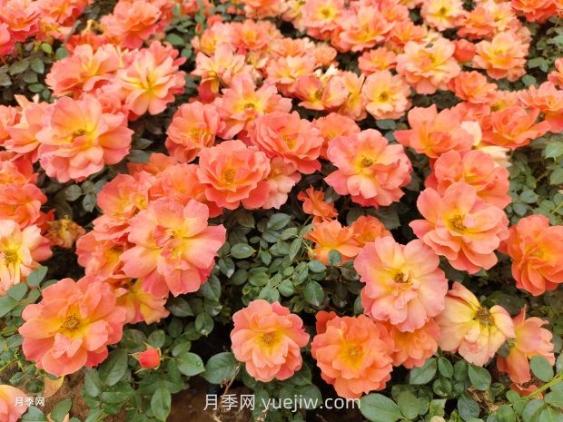 紅從容月季，花型美抗性佳，花色漸變美化花壇(圖2)