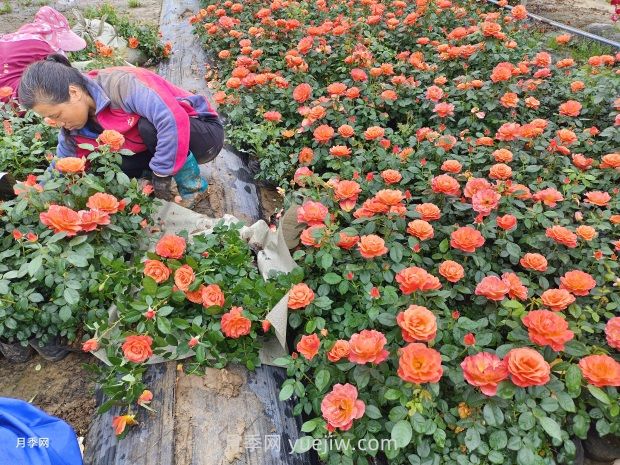 紅從容月季，花型美抗性佳，花色漸變美化花壇(圖3)