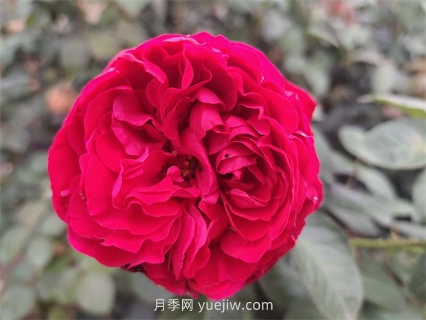 送月季花(切花玫瑰)幾朵各代表什么意思？(圖1)