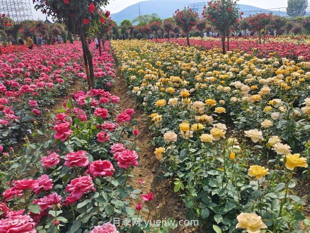 月季花的第二次開花：如何讓花長(zhǎng)得更好？(圖1)