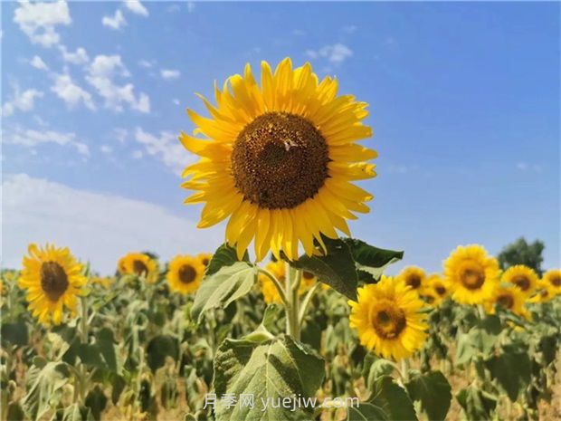 向日葵的種植時間和方法(圖1)