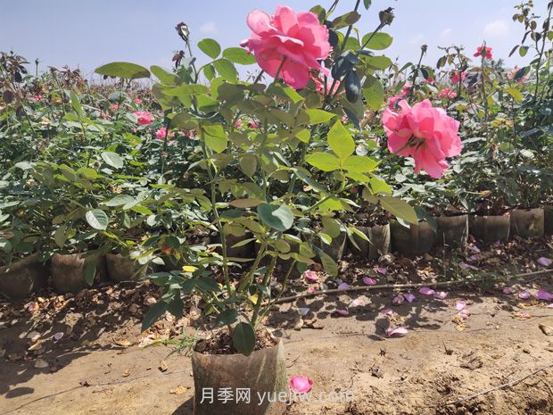 為什么夏季是苗木移植的淡季期呢？(圖1)