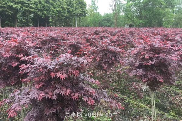 雞爪槭和紅楓的區(qū)別，四大不同之處(圖2)