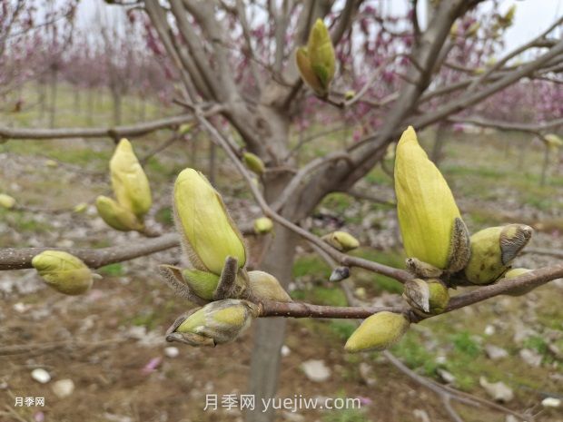 玉蘭花有什么顏色？帶你一起了解南陽(yáng)玉蘭花(圖3)