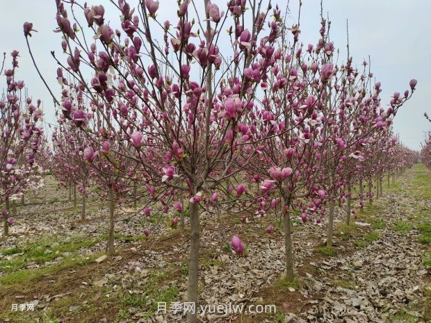 南召玉蘭的栽培技術(shù)介紹(圖1)