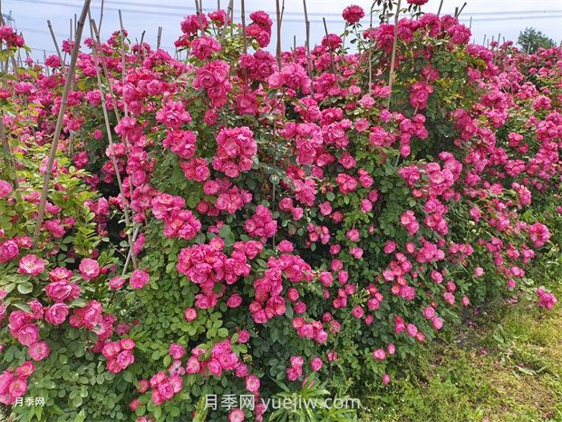 薔薇和月季哪個(gè)比較好養(yǎng)？(圖1)