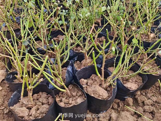 如何種植薔薇小苗？(圖1)