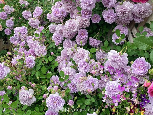 藍色陰雨月季，花開如瀑的藍紫色爬藤(圖1)