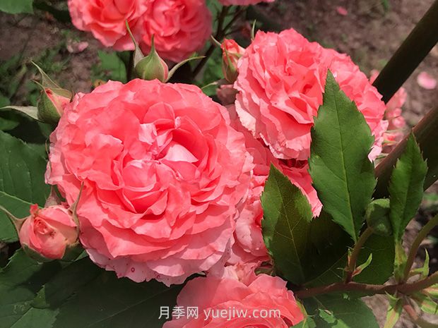 耐熱花期長濃香的珊瑚果凍月季的養(yǎng)護(hù)管理(圖1)