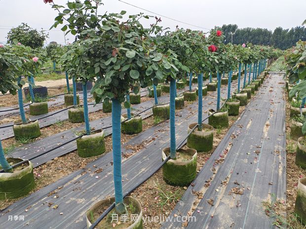 綠籬和苗圃除草那么難，怎么做才能事半功半？(圖1)