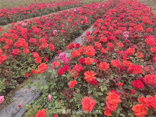 夏季高溫干旱對(duì)園林植物的影響和應(yīng)對(duì)措施(圖1)