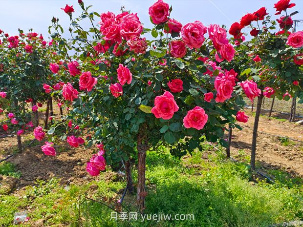 種植樹狀月季，做好這五步就能一樹繁花，香氣襲人(圖1)