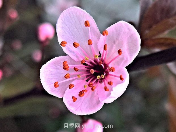 梅花養(yǎng)護(hù)和注意事項(xiàng)(圖1)