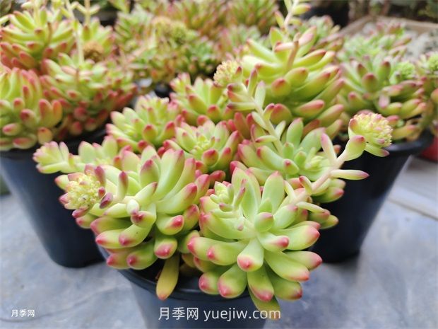 多肉植物怎么養(yǎng)護？教你多肉植物的種植方法(圖1)