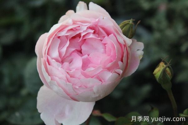 伊芙雪伯爵月季的優(yōu)缺點(diǎn)是什么？(圖1)