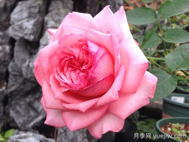 伊芙新娘月季花的優(yōu)缺點(diǎn)是什么？(圖1)