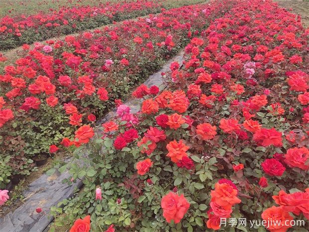 怎樣才能把園林植物水澆好？(圖1)