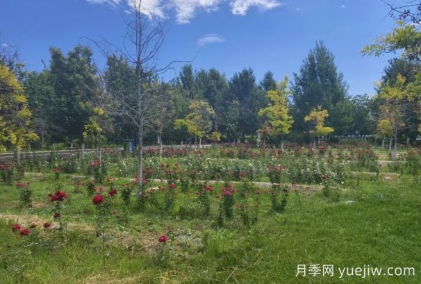 石河子市植物園月季園花開盛景，誠(chéng)邀市民共賞(圖2)