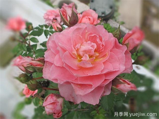 芳香王陽臺月季/香香公主/蜜桃果汁(圖3)