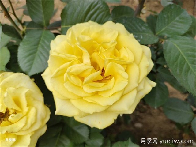 一年生、二年生，多年生園林花卉的使用和區(qū)別(圖1)