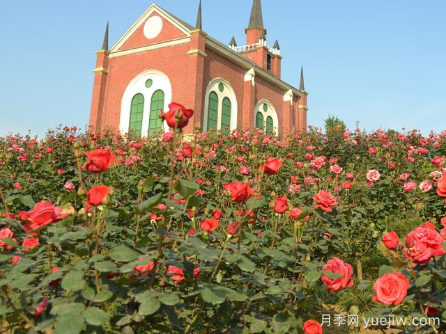 月季名園：都江堰玫瑰花溪谷(圖1)