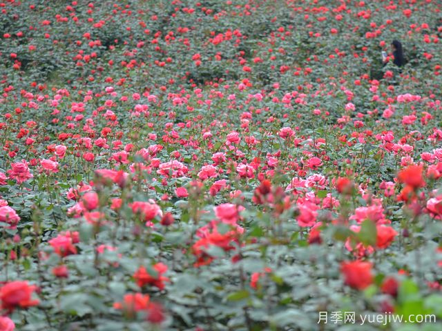 月季名園：都江堰玫瑰花溪谷(圖3)