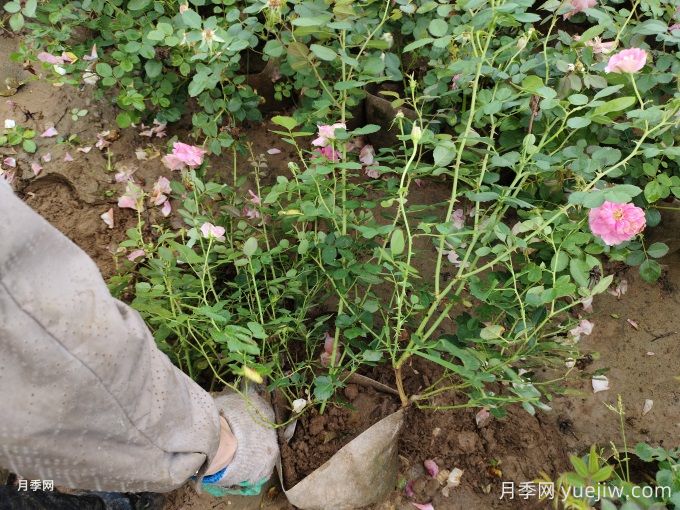 仙境月季美植袋苗美化湖北綠化工地(圖1)